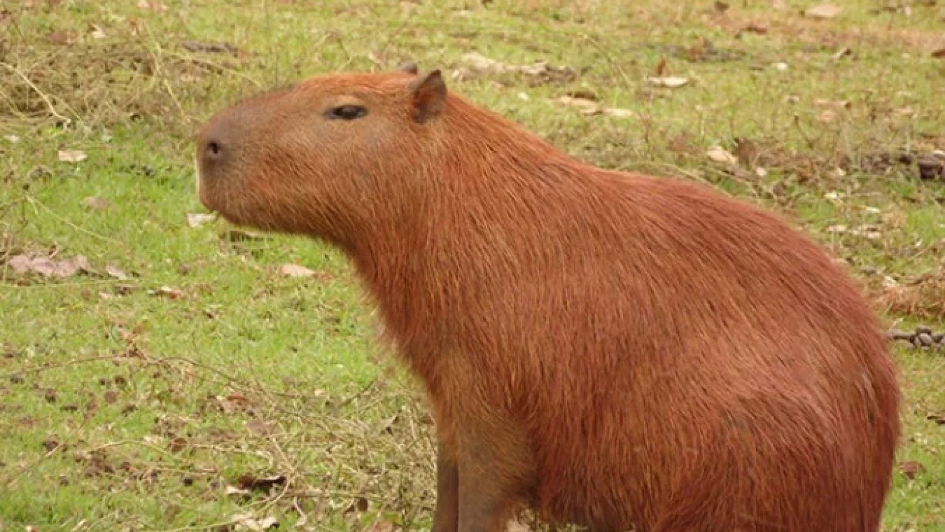O animal foi resgatado e levado para atendimento com ferimentos graves. -  (crédito: Petyson Antonio / commons wikimedia)