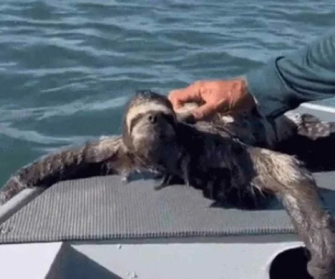 o bicho-pregui&ccedil;a foi resgatado pelo casal de cano&iacute;stas enquanto nadava no canal de Bertioga (SP) -  (crédito: Reprodu&ccedil;&atilde;o/GCM Ambiental Guaruj&aacute;)