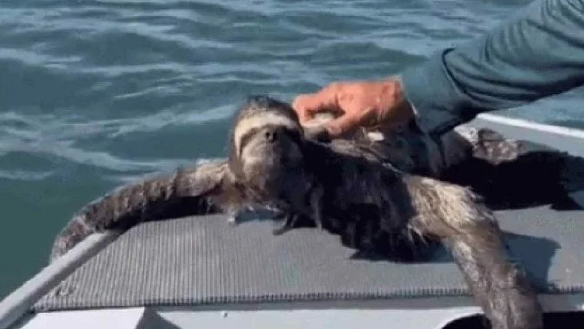 o bicho-pregui&ccedil;a foi resgatado pelo casal de cano&iacute;stas enquanto nadava no canal de Bertioga (SP) -  (crédito: Reprodu&ccedil;&atilde;o/GCM Ambiental Guaruj&aacute;)