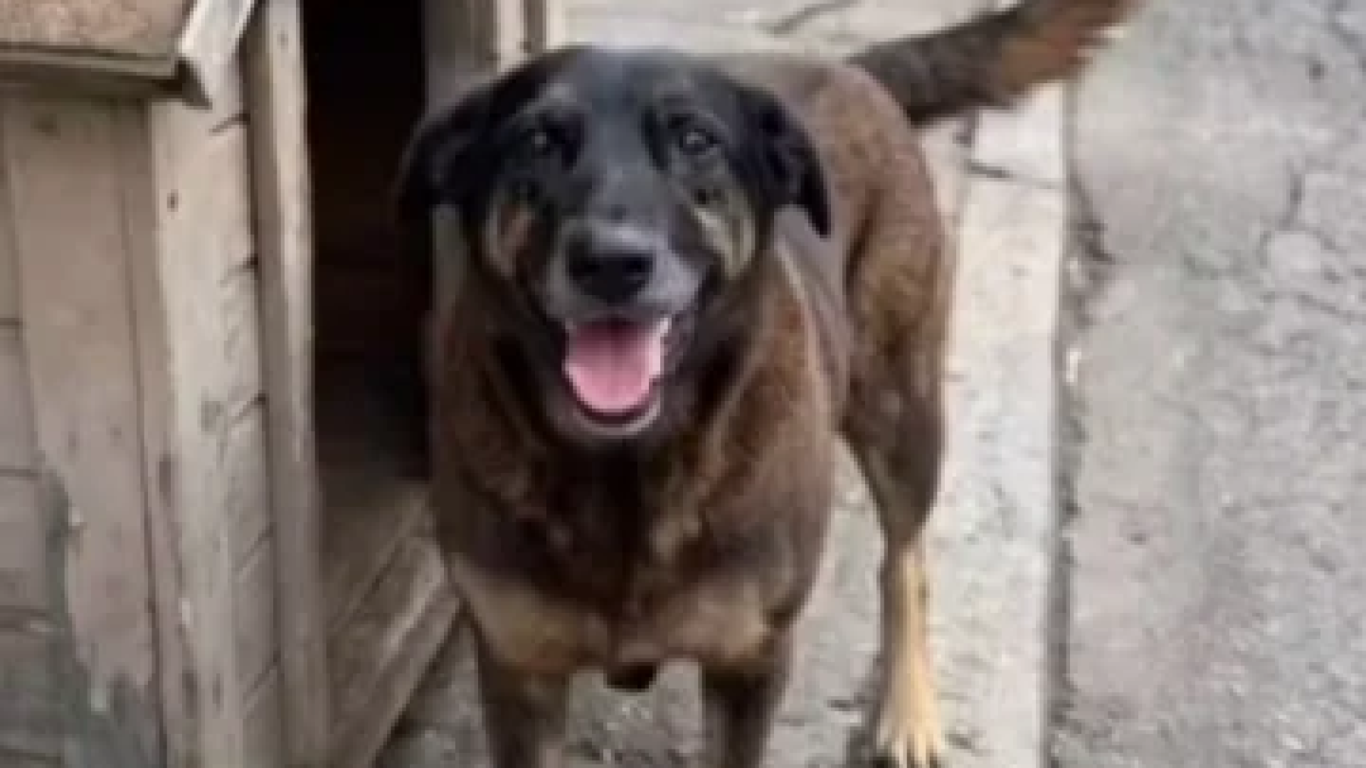 O cão Orelha, morto após passar por eutanásia, aos 10 anos de idade -  (crédito: Reprodução / Redes Sociais)