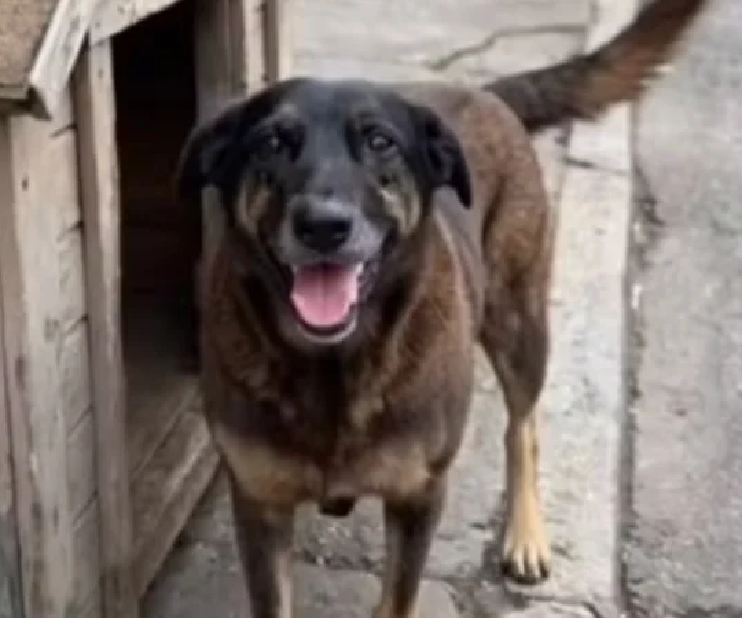 Janja lamenta morte de cão Orelha: