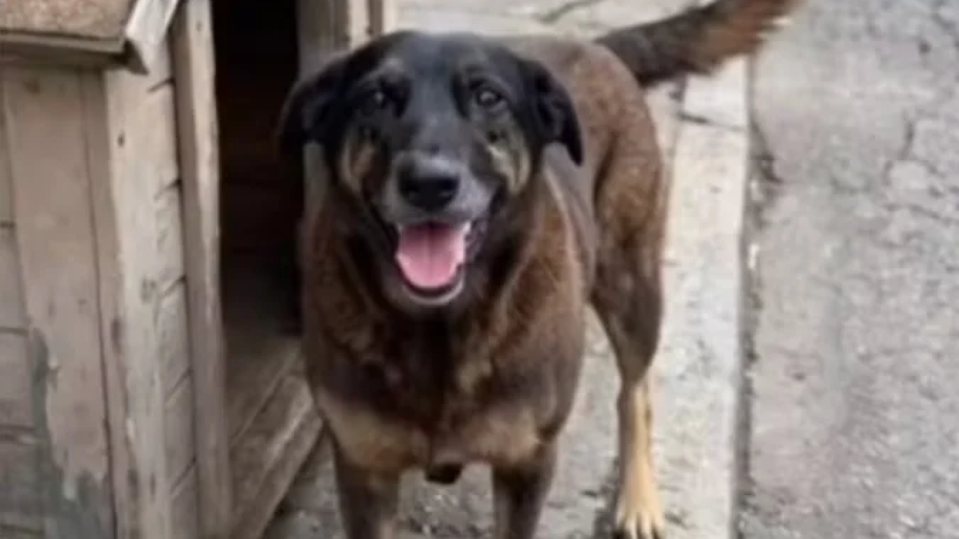 Janja lamenta morte de cão Orelha: