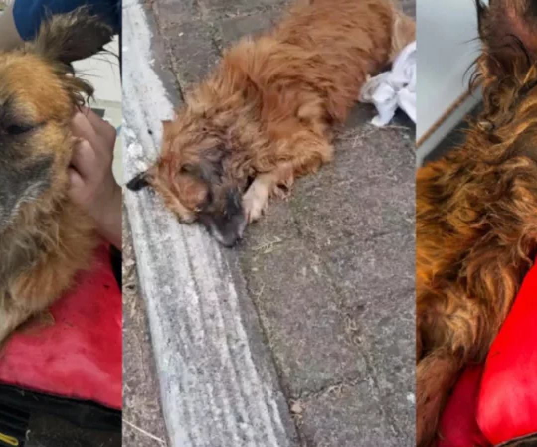 Cachorro enterrado vivo na Grande Porto Alegre é resgatado -  (crédito: Reprodução / Instagram / @greicimedina)