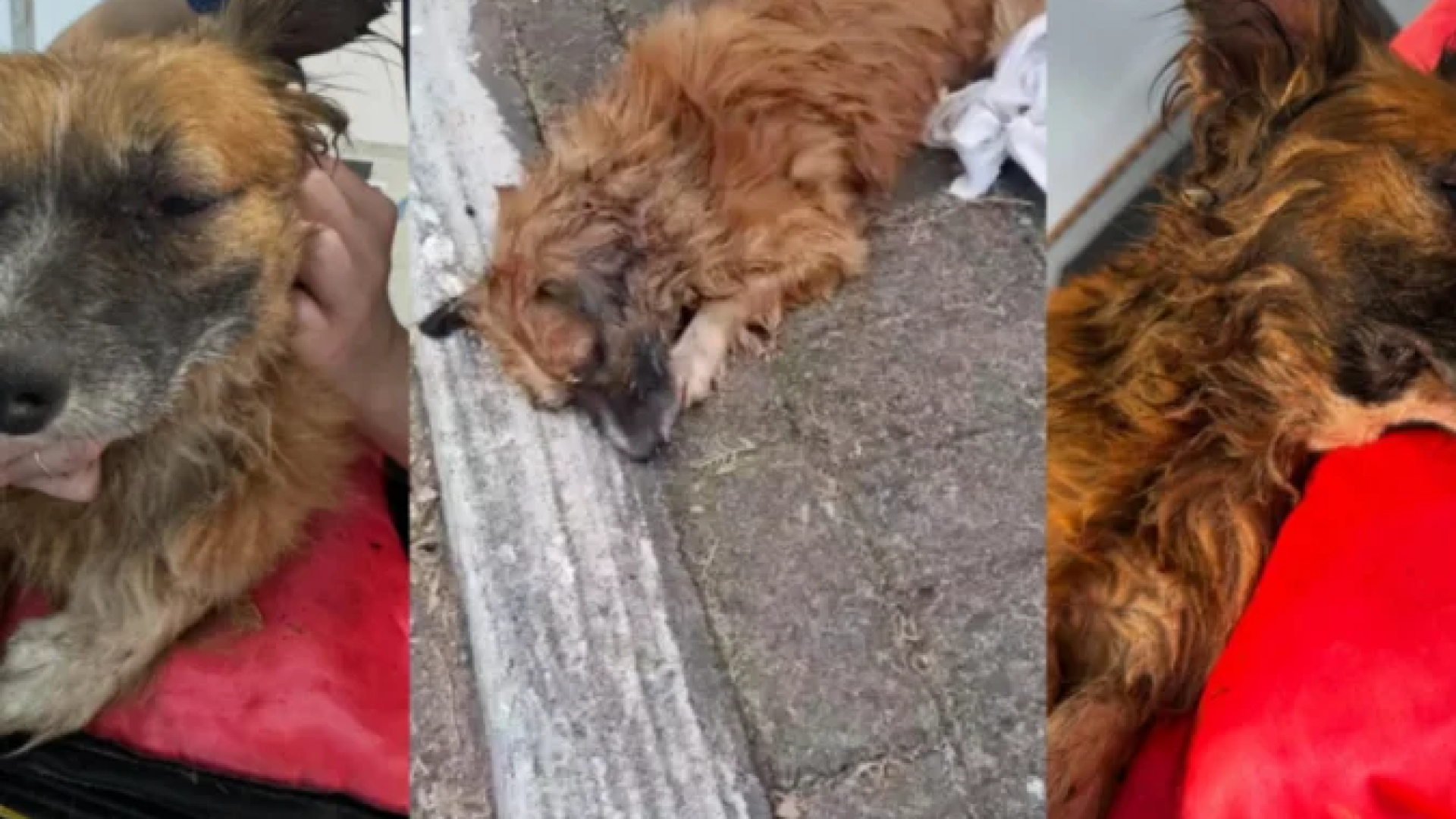 Cachorro enterrado vivo na Grande Porto Alegre é resgatado -  (crédito: Reprodução / Instagram / @greicimedina)