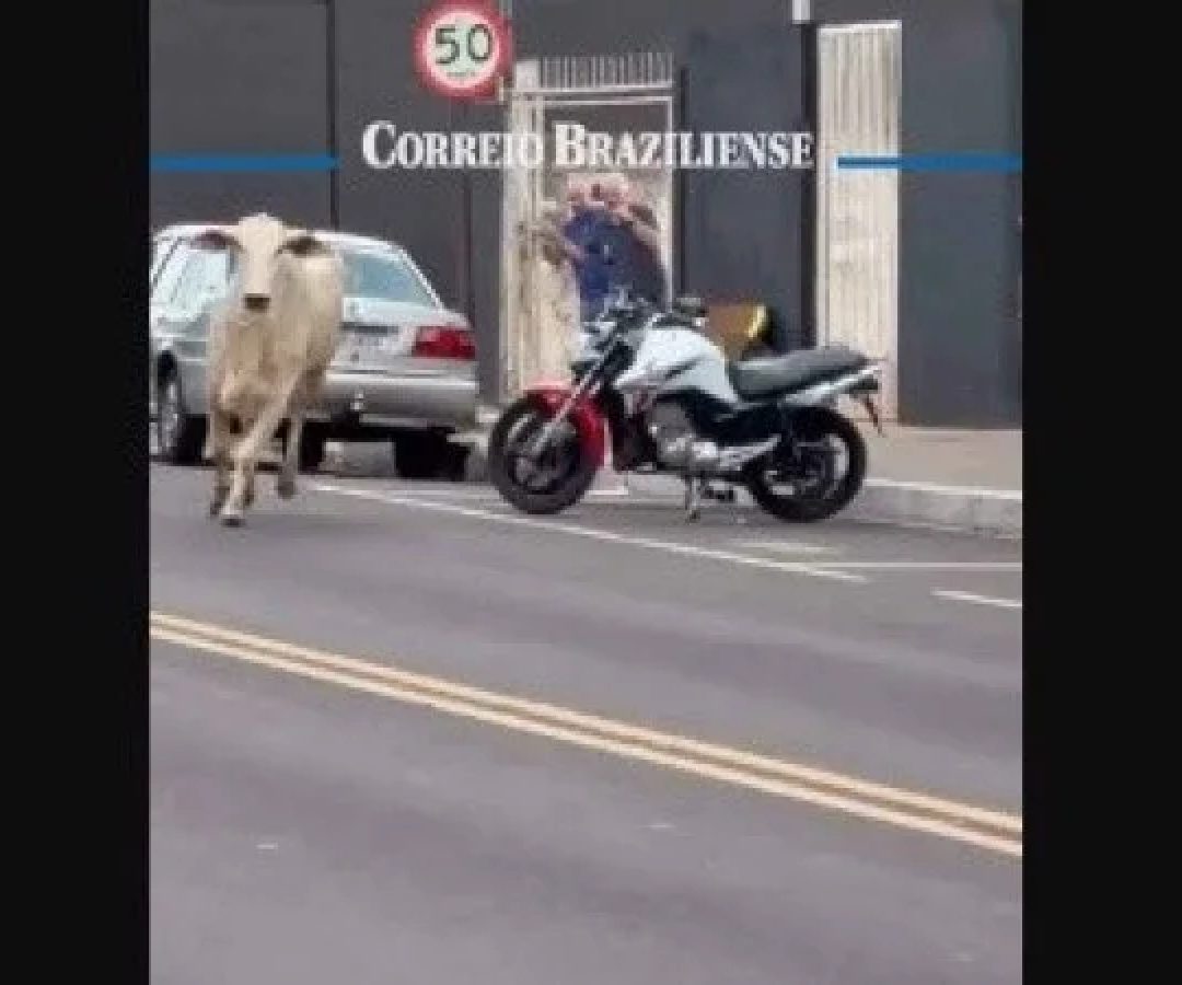 Em vídeo feito por um morador, é possível ver o animal correndo na rua, por entre os carros -  (crédito: Reprodução/Instagram/guri_automecanica)