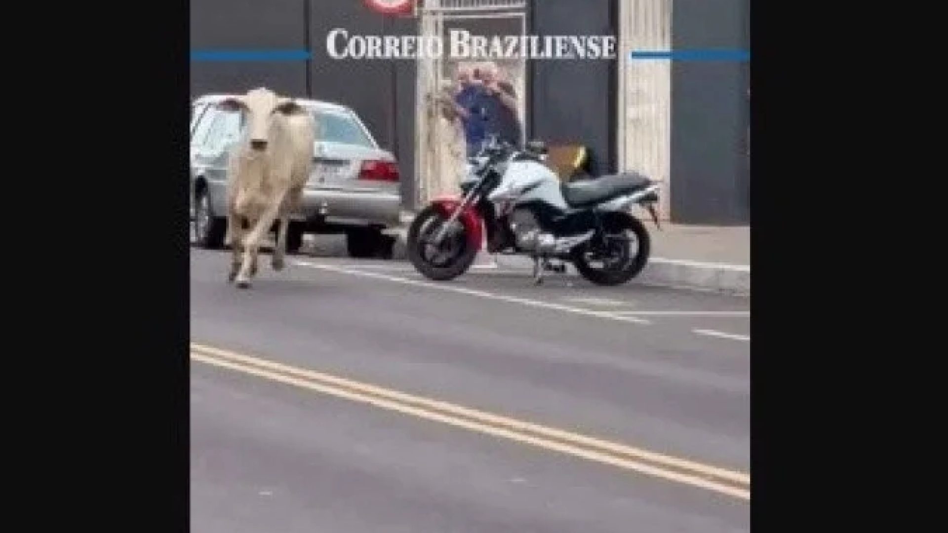 Em vídeo feito por um morador, é possível ver o animal correndo na rua, por entre os carros -  (crédito: Reprodução/Instagram/guri_automecanica)