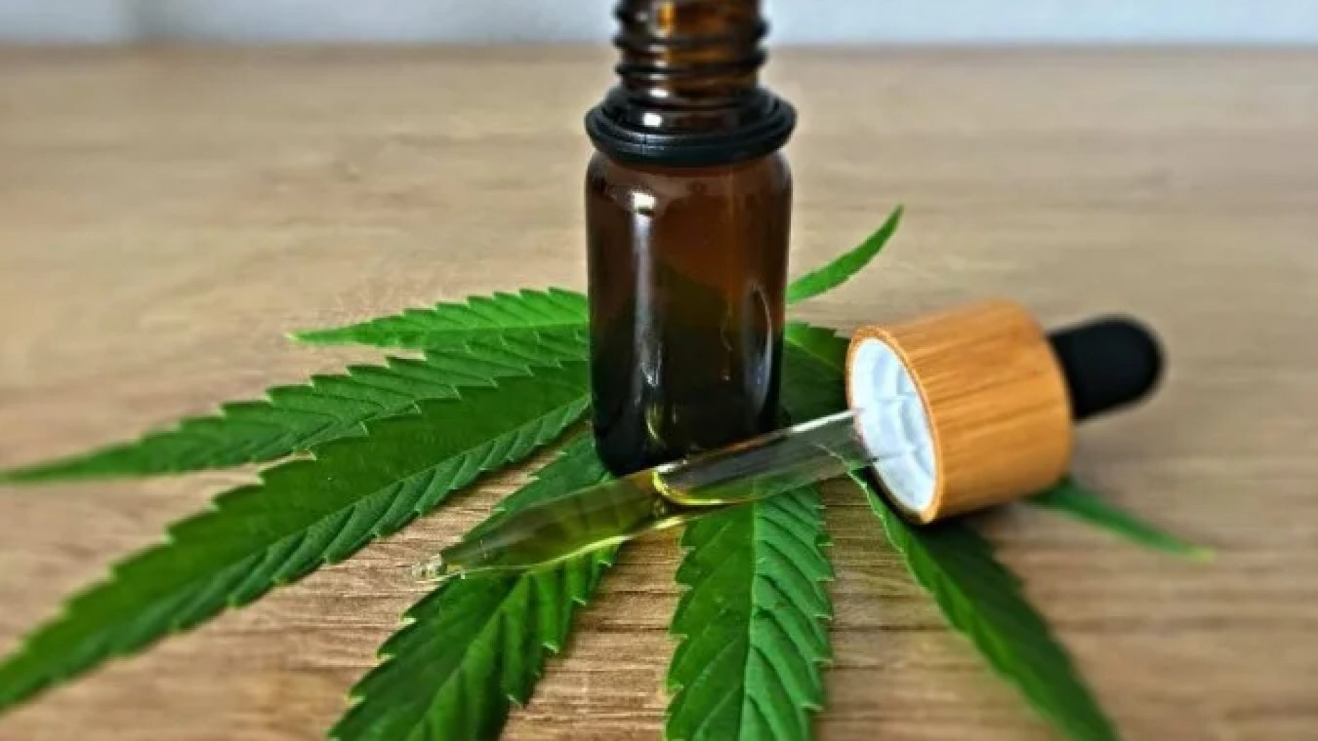 A planta psicoativa poderá ser cultivada no Brasil -  (crédito: Reprodução/Unplash)