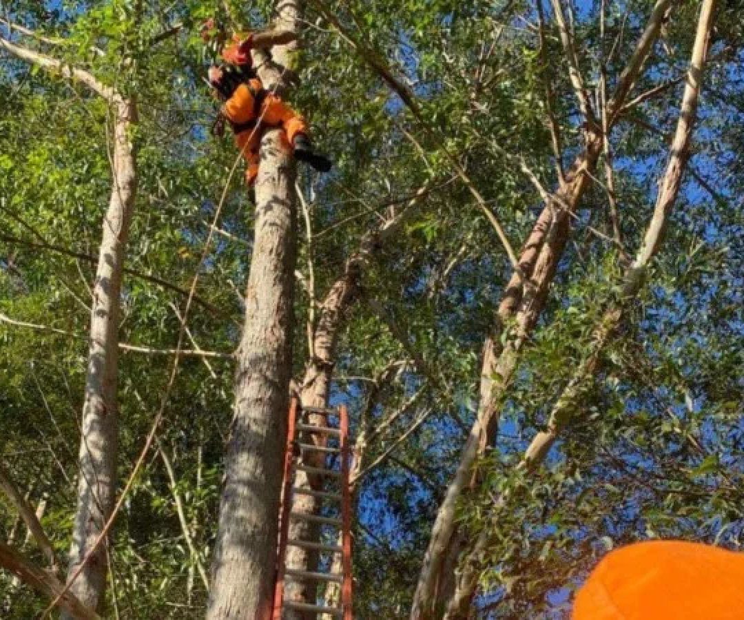 Piloto de paraglider ficou preso a cerca de 15 metros de altura -  (crédito: Corpo de Bombeiros/DivulgaÃ§Ã£o)