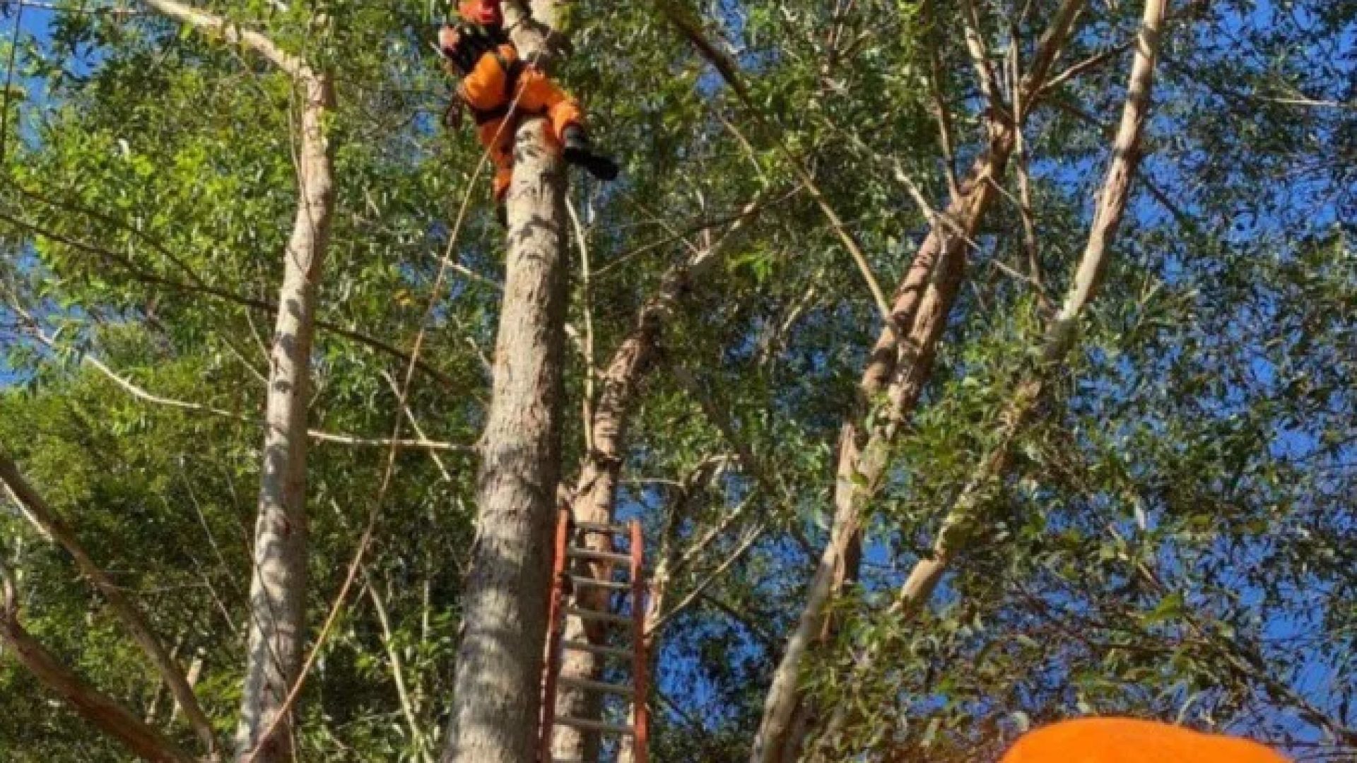 Piloto de paraglider ficou preso a cerca de 15 metros de altura -  (crédito: Corpo de Bombeiros/DivulgaÃ§Ã£o)
