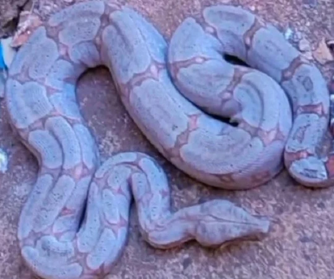 Jiboia &eacute; encontrada dentro de casa em Uberl&acirc;ndia -  (crédito: CBMMG/Divulga&ccedil;&atilde;o)