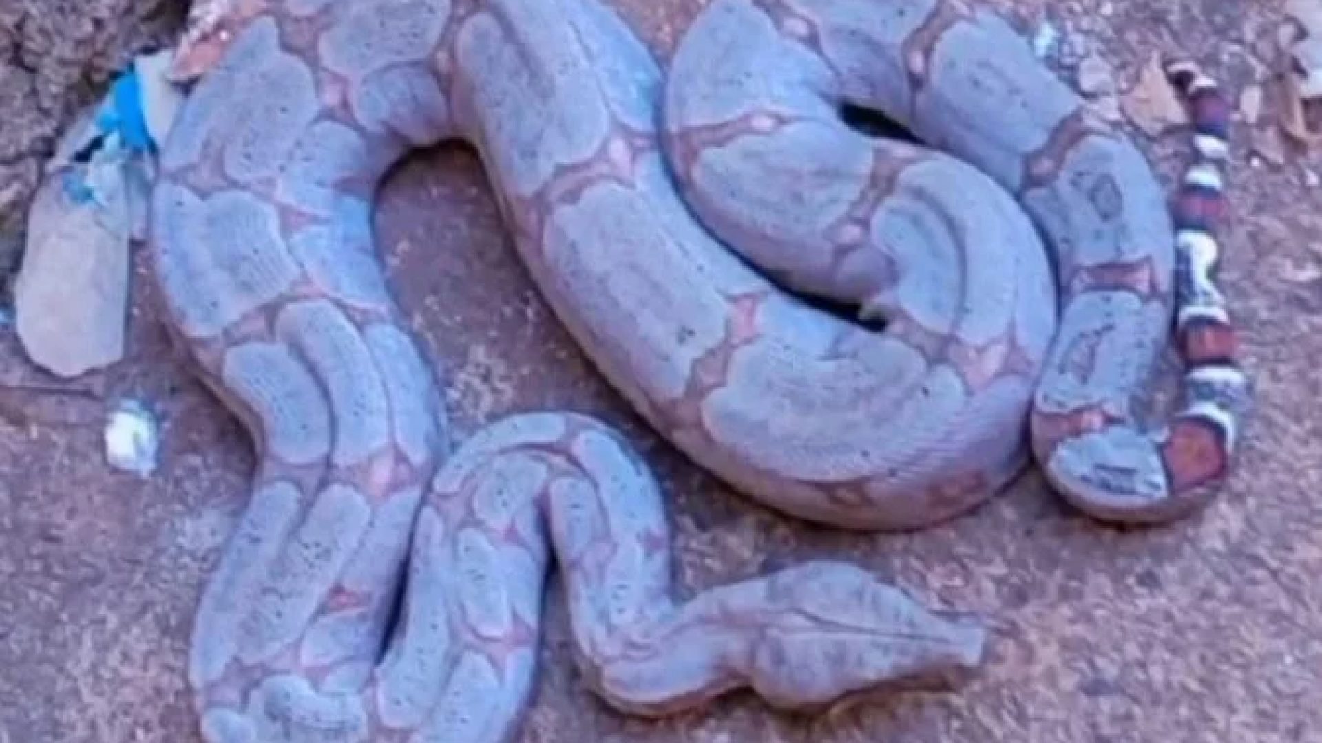 Jiboia &eacute; encontrada dentro de casa em Uberl&acirc;ndia -  (crédito: CBMMG/Divulga&ccedil;&atilde;o)