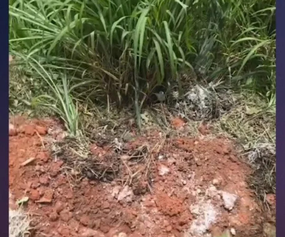 Equipes da Polícia Civil de Minas Gerais (PCMG) e do Corpo de Bombeiros Militar de Minas Gerais foram chamadas ao imóvel e, juntamente com os militares, localizaram o cadáver em uma cova rasa -  (crédito: TV Alterosa/Reprodu&ccedil;&atilde;o)