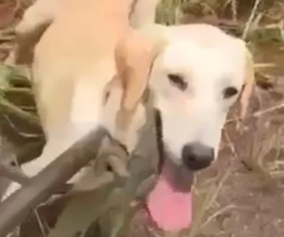 O cachorro foi resgatado de rapel de um barranco com 10 metros de altura  -  (crédito: CBMMG / Reprodução )