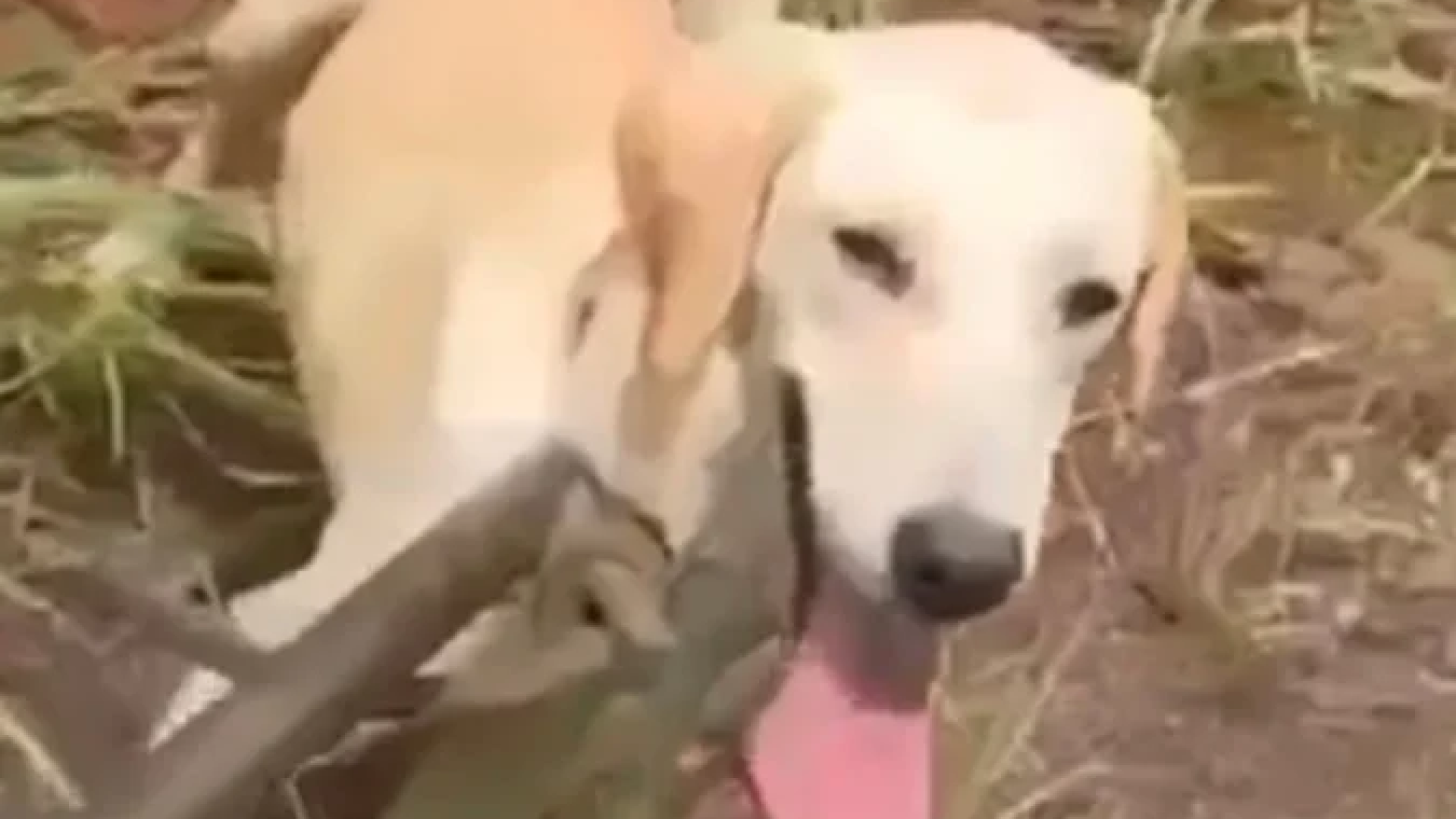 O cachorro foi resgatado de rapel de um barranco com 10 metros de altura  -  (crédito: CBMMG / Reprodução )