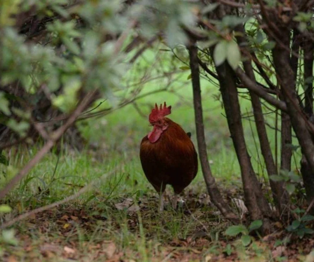 Chico é filhote de um casal que também vivia no Parque Municipal há alguns anos.  -  (crédito: Tulio Santos/EM/D.A. Press.)