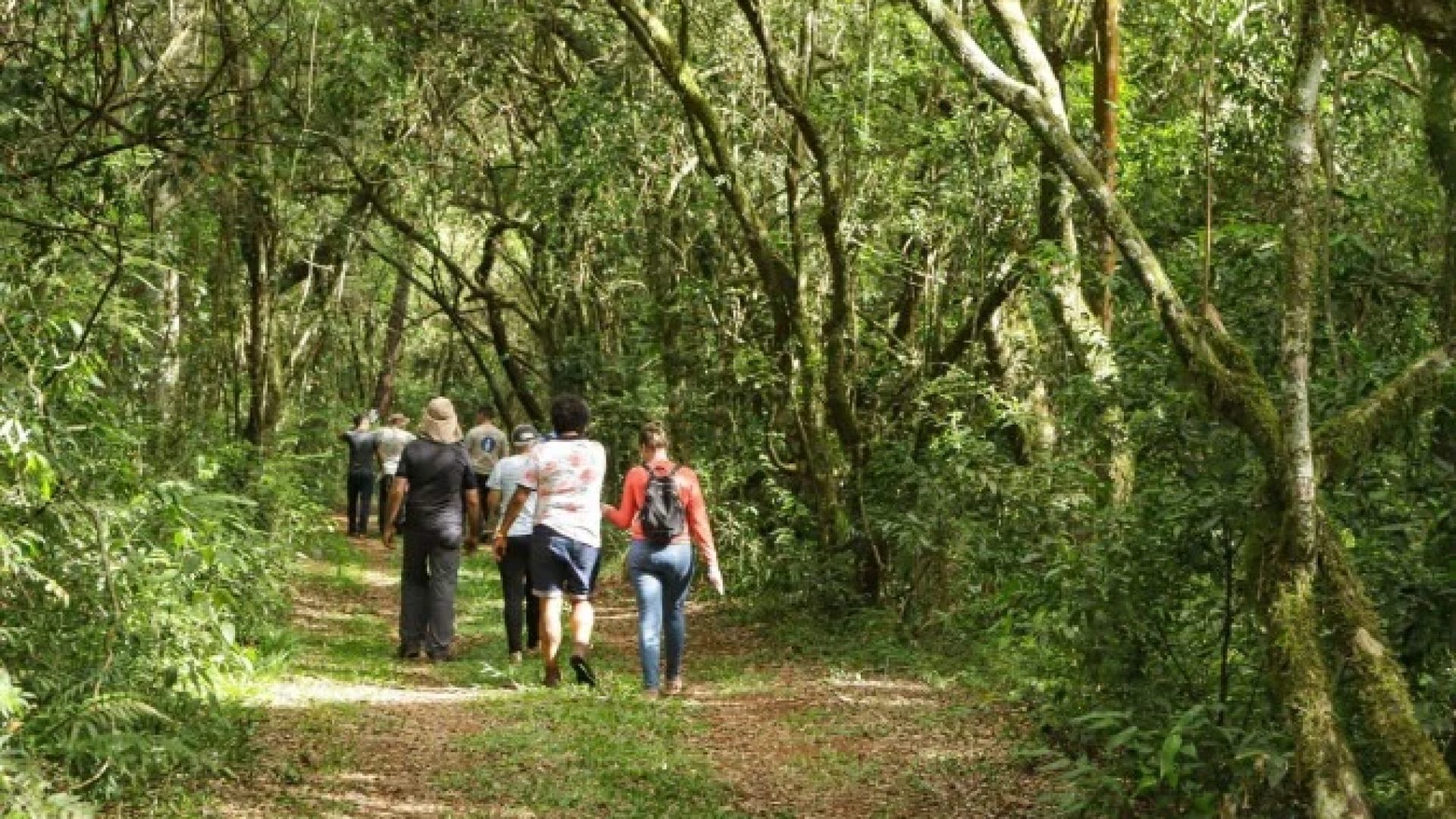 O Paraná é um dos Estados que vem investindo na memória sobre Peabiru e tem um projeto turístico sobre a rota desde 2021 -  (crédito: BBC)