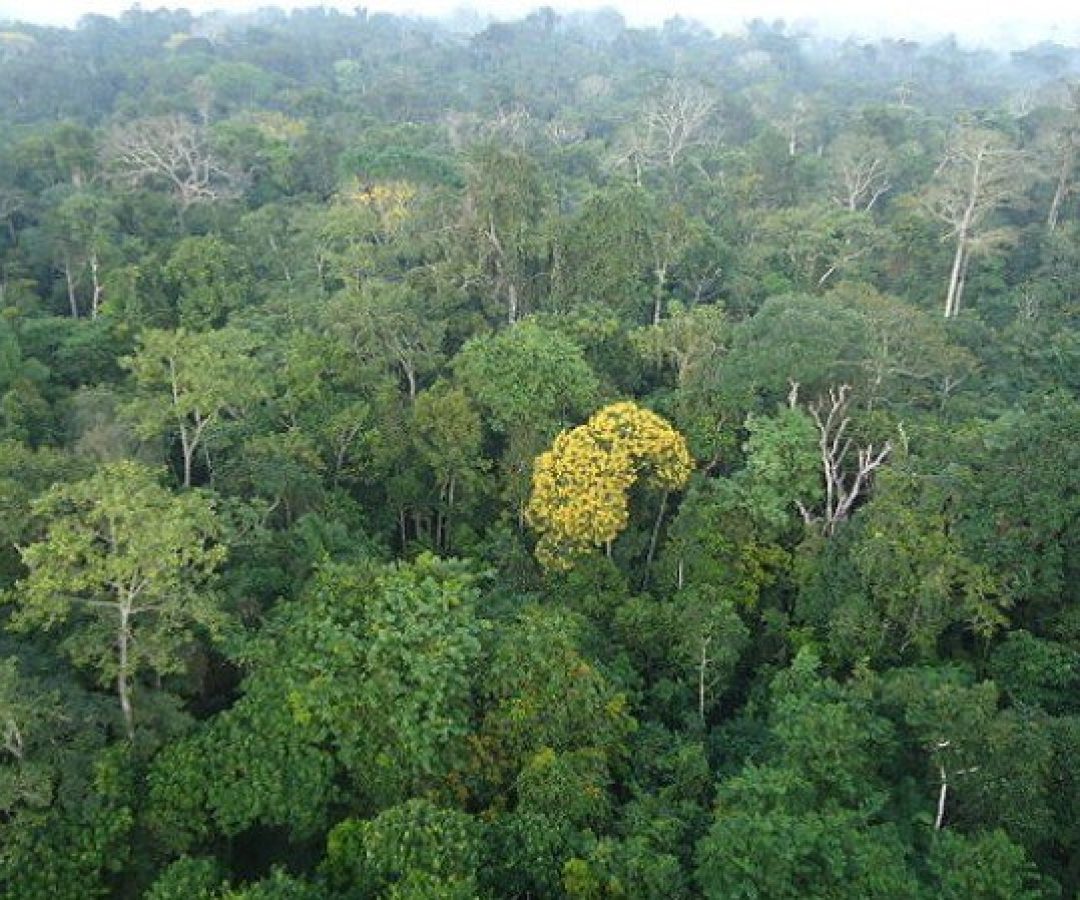 Pesquisadores do Imazon apontam que a identificação precoce de pressões ambientais é um indicativo de possíveis invasões e degradação -  (crédito: wikimedia commons Carlamoura.amb)