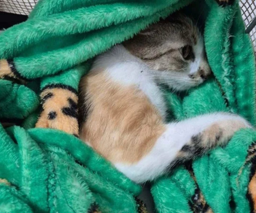 Gata sobreviveu à queda e foi imediatamente levada para atendimento veterinário -  (crédito: Divulgação/PCPR)