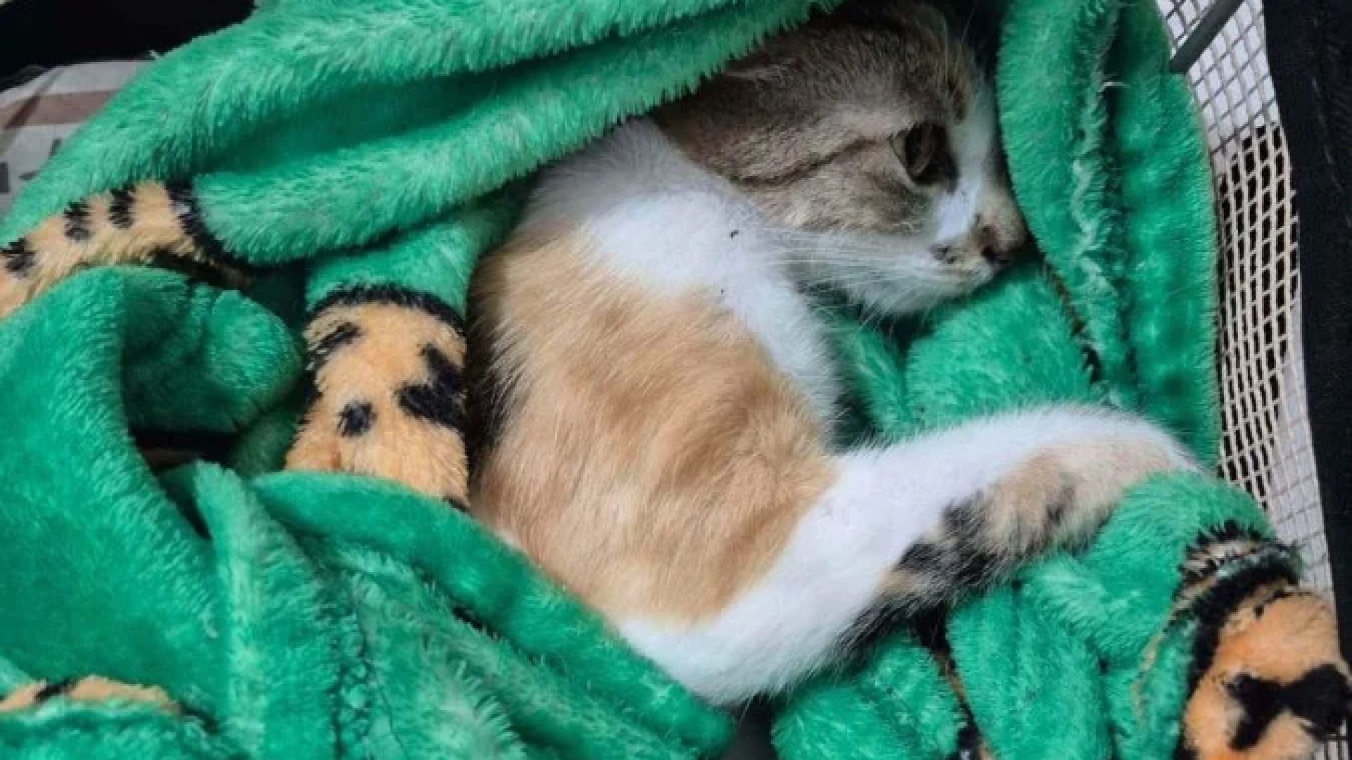 Gata sobreviveu à queda e foi imediatamente levada para atendimento veterinário -  (crédito: Divulgação/PCPR)