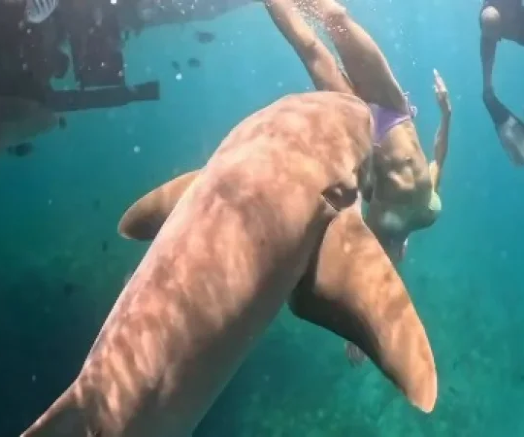 Na publicação, Tayane destacou que o tubarão-lixa é uma espécie geralmente considerada dócil e que não costuma atacar humanos -  (crédito: Reprodução/Instagram/@taydalazen)