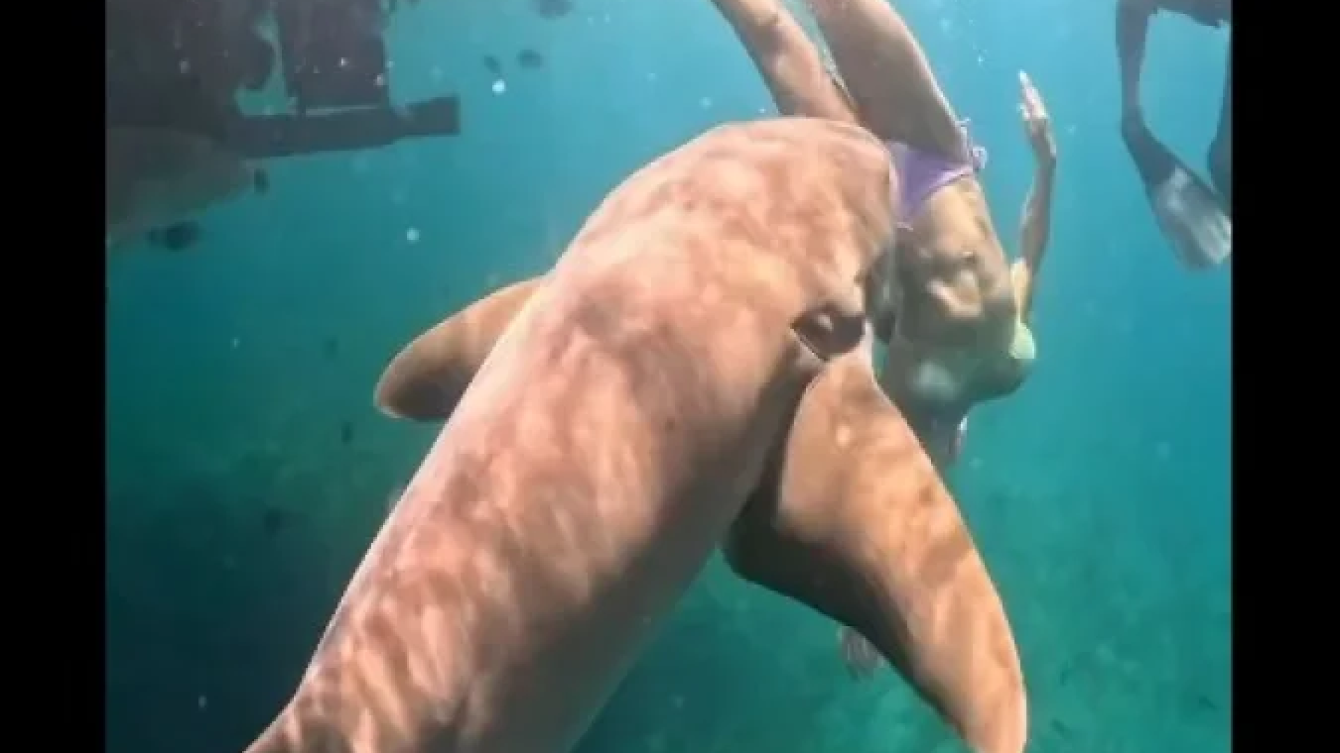 Na publicação, Tayane destacou que o tubarão-lixa é uma espécie geralmente considerada dócil e que não costuma atacar humanos -  (crédito: Reprodução/Instagram/@taydalazen)