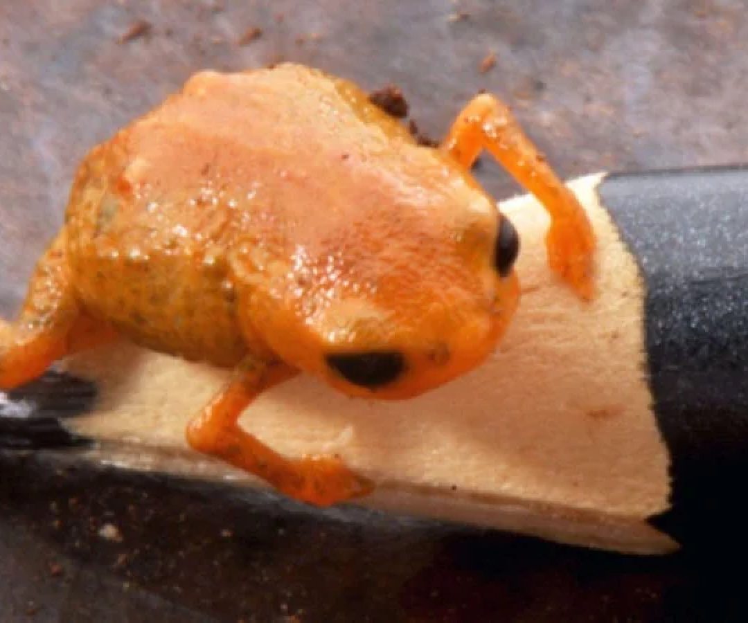 Sapo Brachycephalus lulai tem esse nome em homenagem ao presidente Lula (PT)  -  (crédito: Luiz Fernando Ribeiro/Mater Natura)