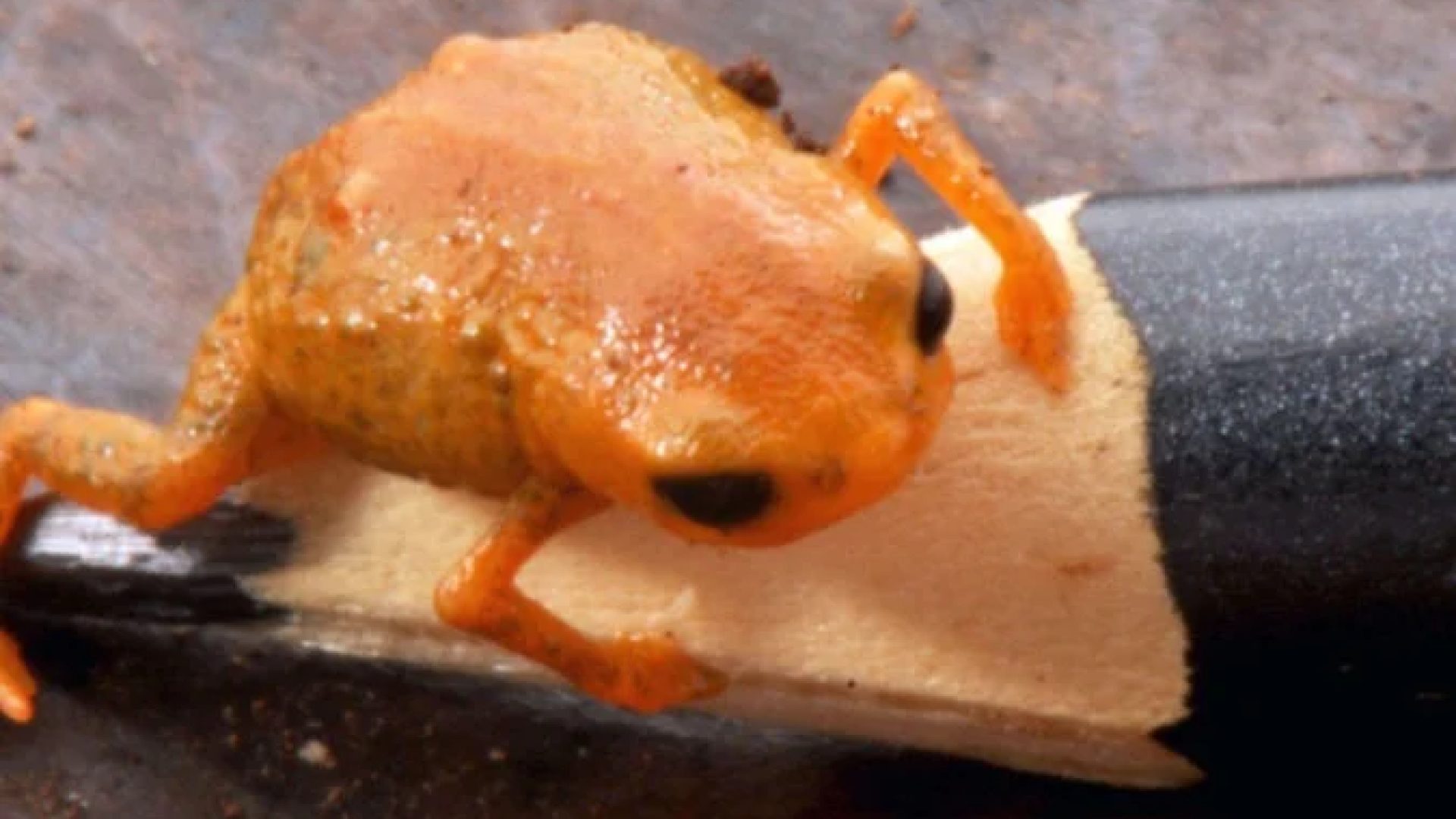 Sapo Brachycephalus lulai tem esse nome em homenagem ao presidente Lula (PT)  -  (crédito: Luiz Fernando Ribeiro/Mater Natura)