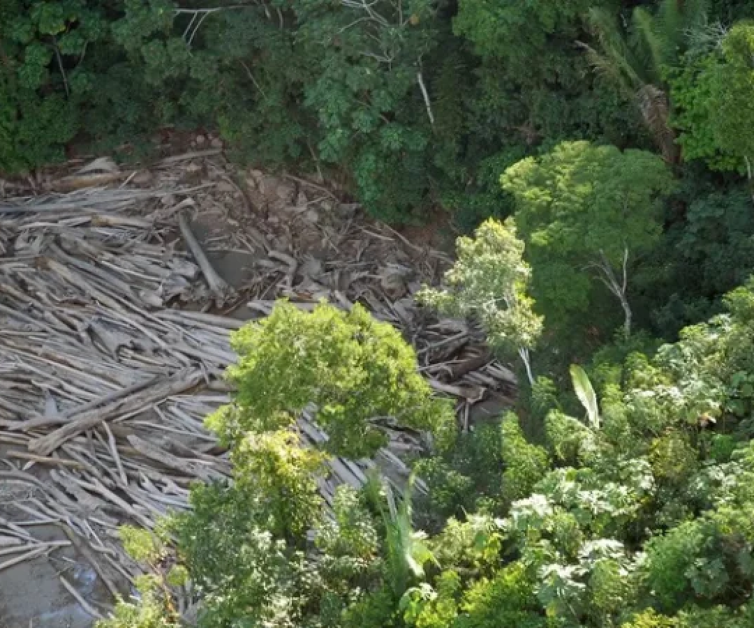 A Justiça entendeu que a degradação do meio ambiente atingiu o interesse da coletividade  -  (crédito: Arquivo / Agência Brasil)