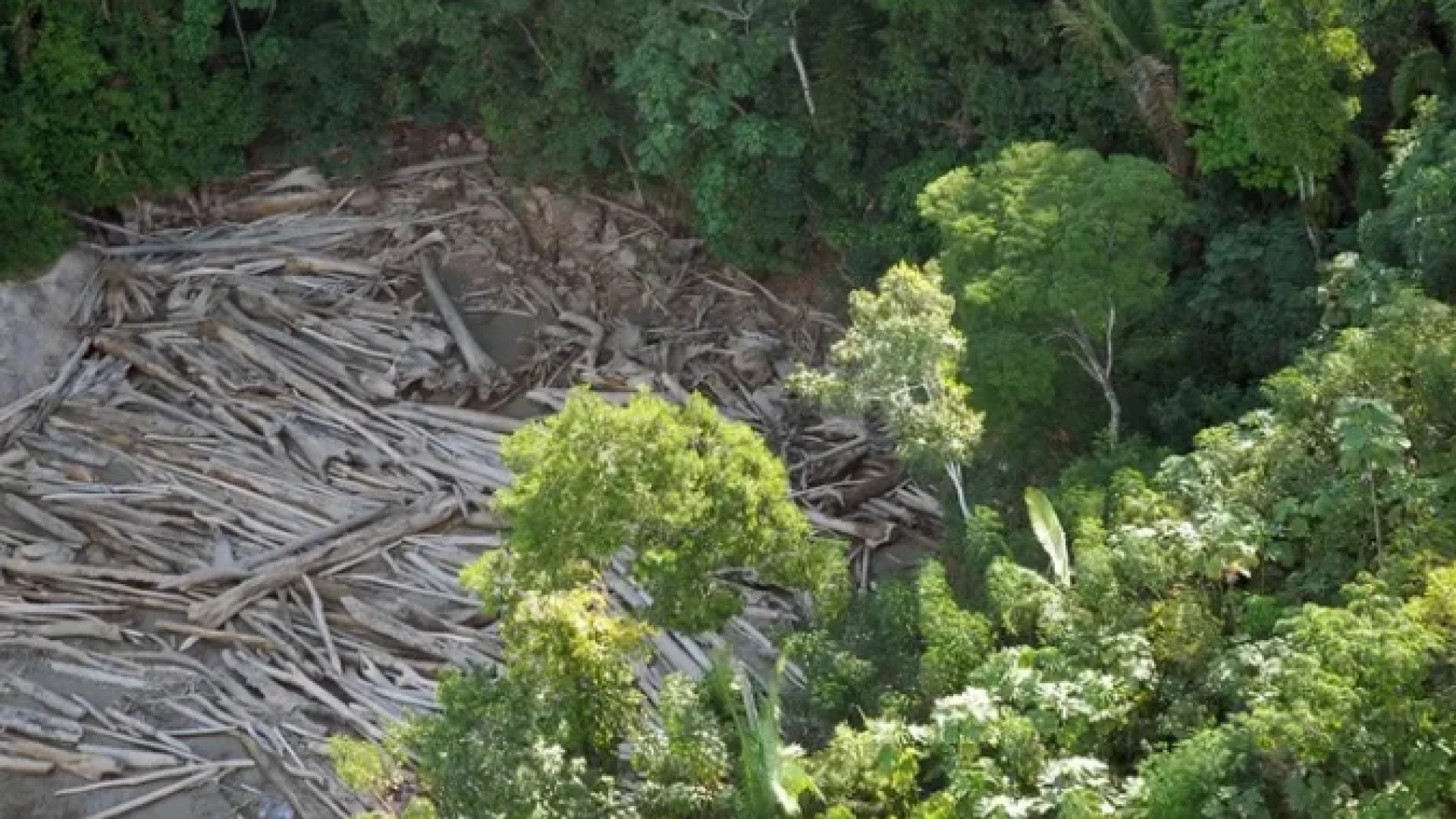 A Justiça entendeu que a degradação do meio ambiente atingiu o interesse da coletividade  -  (crédito: Arquivo / Agência Brasil)