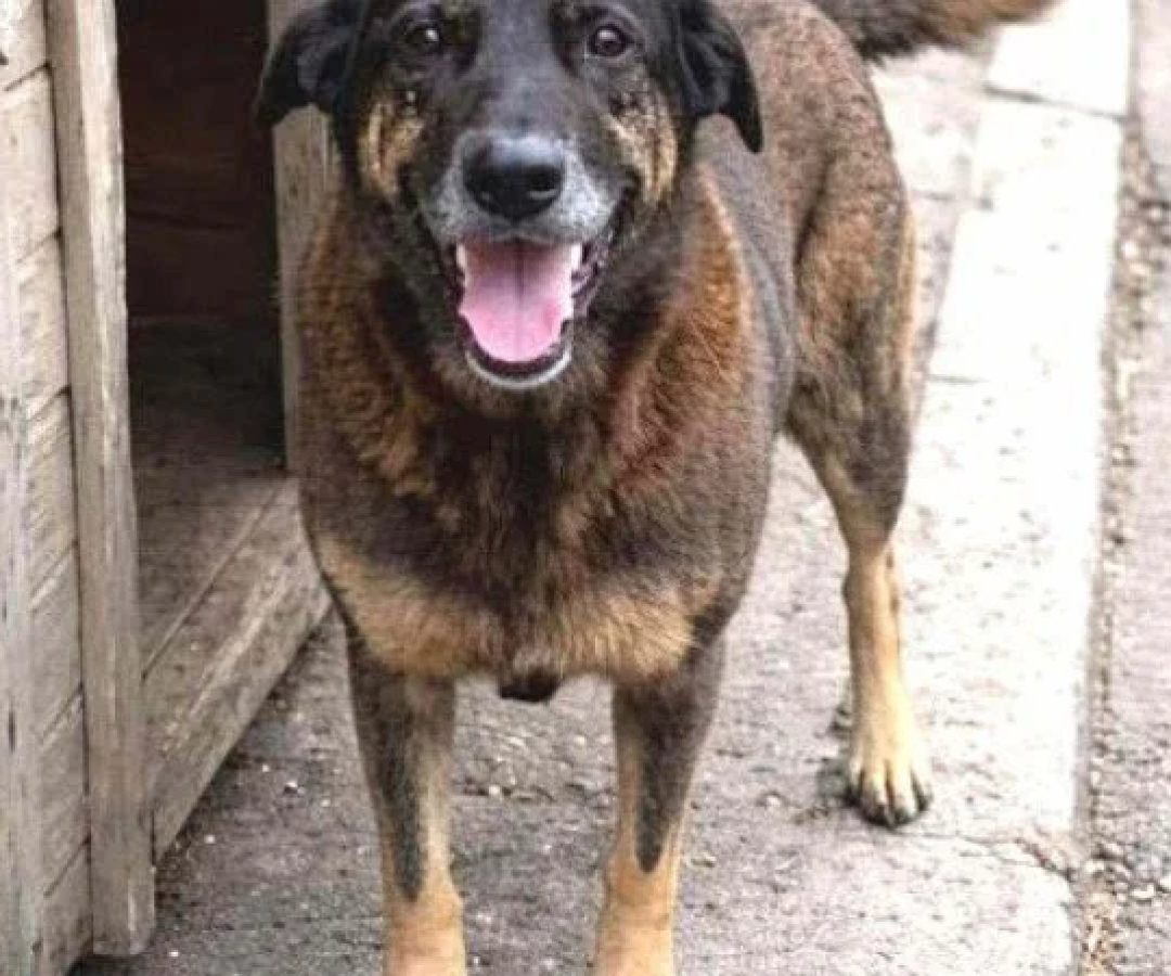 Adolescentes e responsáveis são investigados por morte de cão