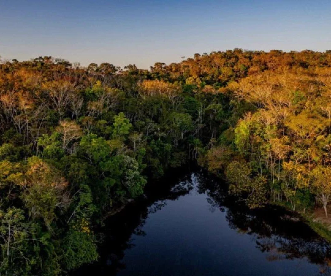 A Terra Indígena Sete de Setembro abriga vários povos, como Paiter Suruí e Uru-Eu-Wau-Wau, que plantam e preservam o bioma da região -  (crédito: Jacqueline Lisboa / WWF - Brasil)