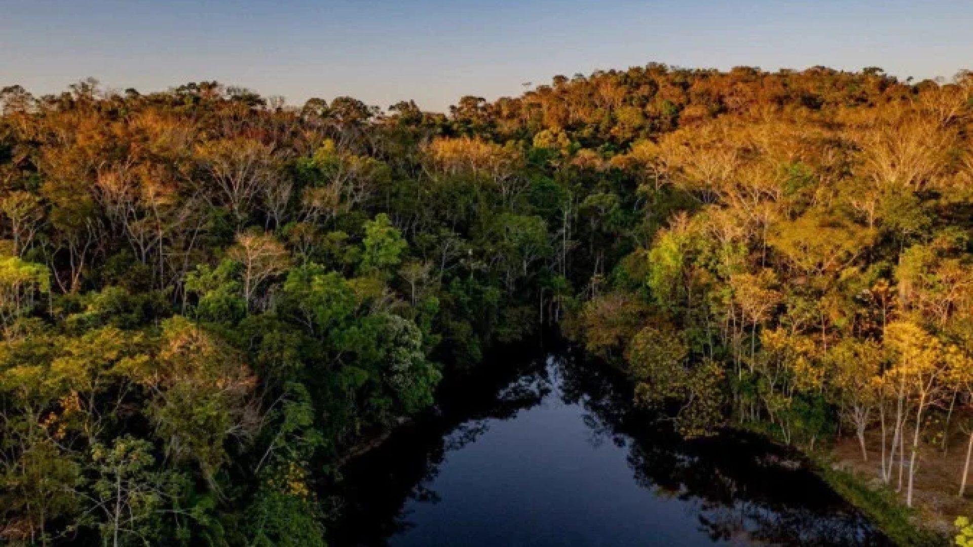 A Terra Indígena Sete de Setembro abriga vários povos, como Paiter Suruí e Uru-Eu-Wau-Wau, que plantam e preservam o bioma da região -  (crédito: Jacqueline Lisboa / WWF - Brasil)