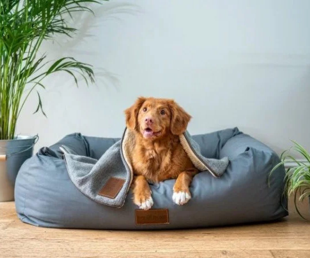 Pets compartilhados: guarda de animais de estimação após separação vira lei -  (crédito: Jamie Street/Unsplash)