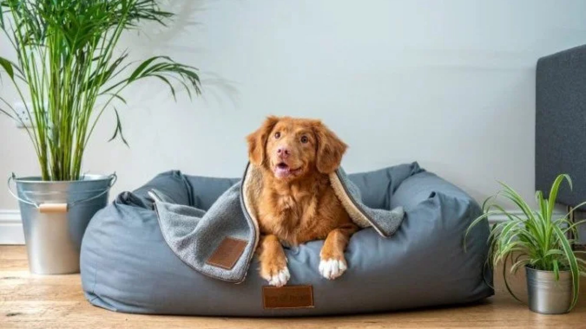 Pets compartilhados: guarda de animais de estimação após separação vira lei -  (crédito: Jamie Street/Unsplash)