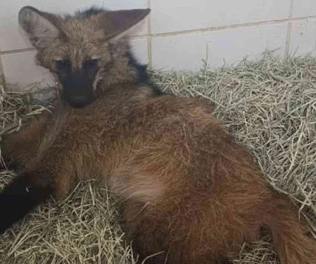Lobo-guará atropelado e resgatado em Juiz de Fora foi levado para cuidados veterinários -  (crédito: CBMMG)