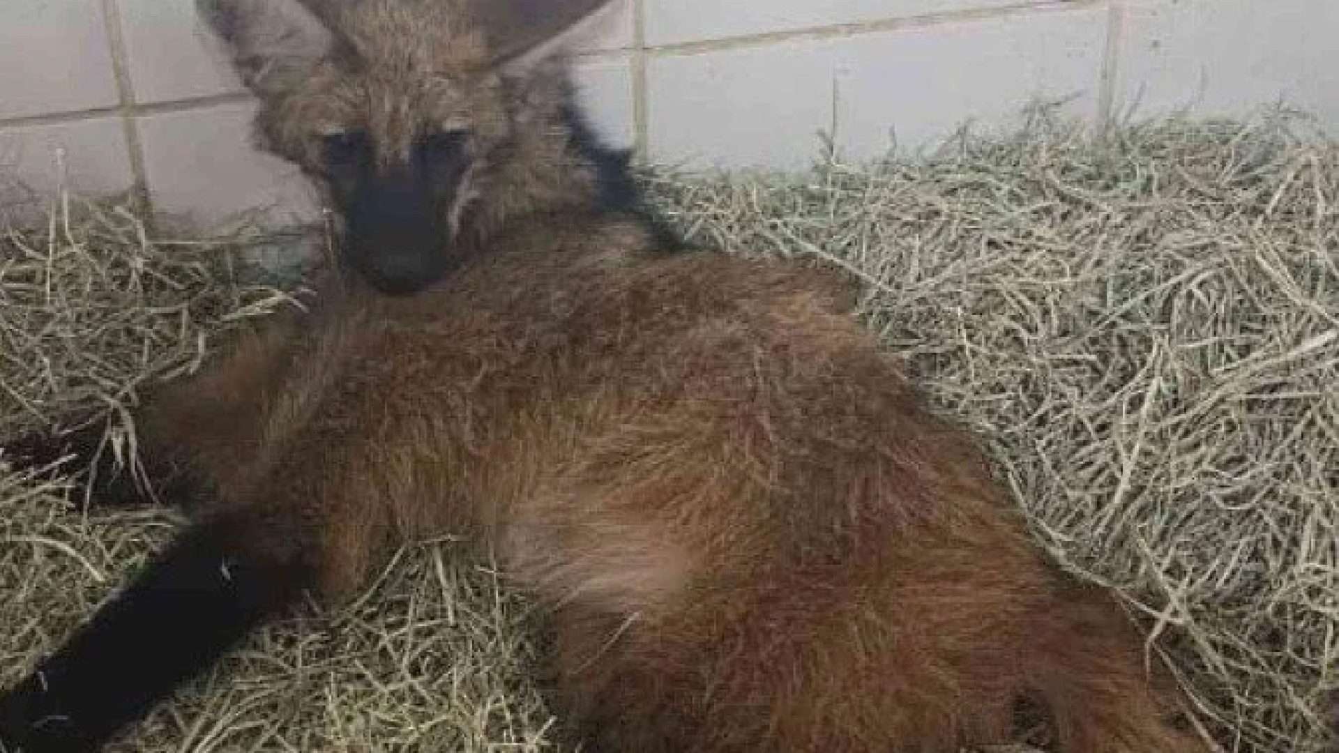 Lobo-guará atropelado e resgatado em Juiz de Fora foi levado para cuidados veterinários -  (crédito: CBMMG)