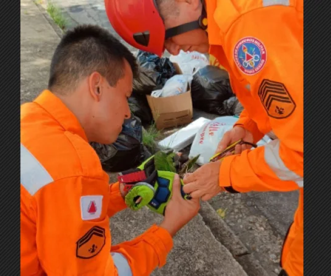 Maritaca é resgatada por Corpo de Bombeiros em Poços de Caldas (MG), em meio a emaranhado de fios com cerol -  (crédito: Corpo de Bombeiros de Minas Gerais)