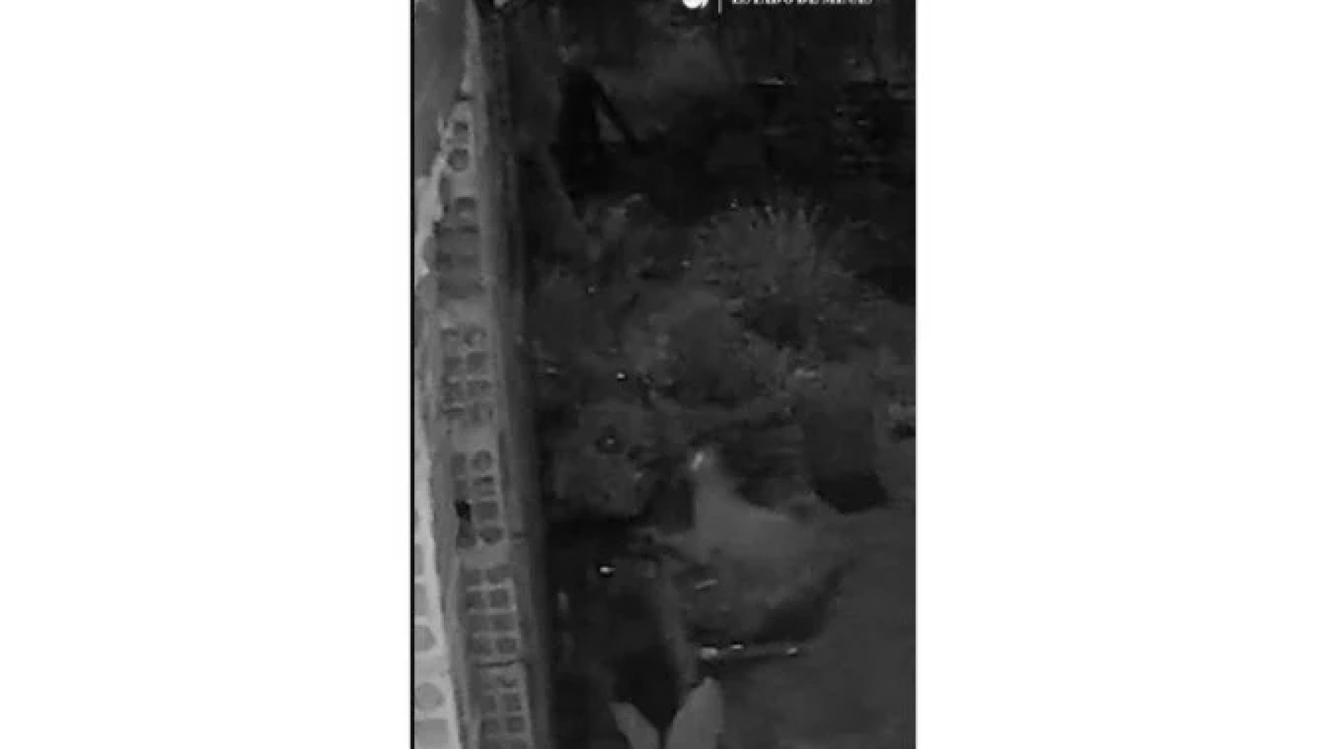 Suspeita de on&ccedil;a vista em Esmeraldas, na Grande BH, assusta moradores -  (crédito: Arquivo pessoal/Reprodu&ccedil;&atilde;o)