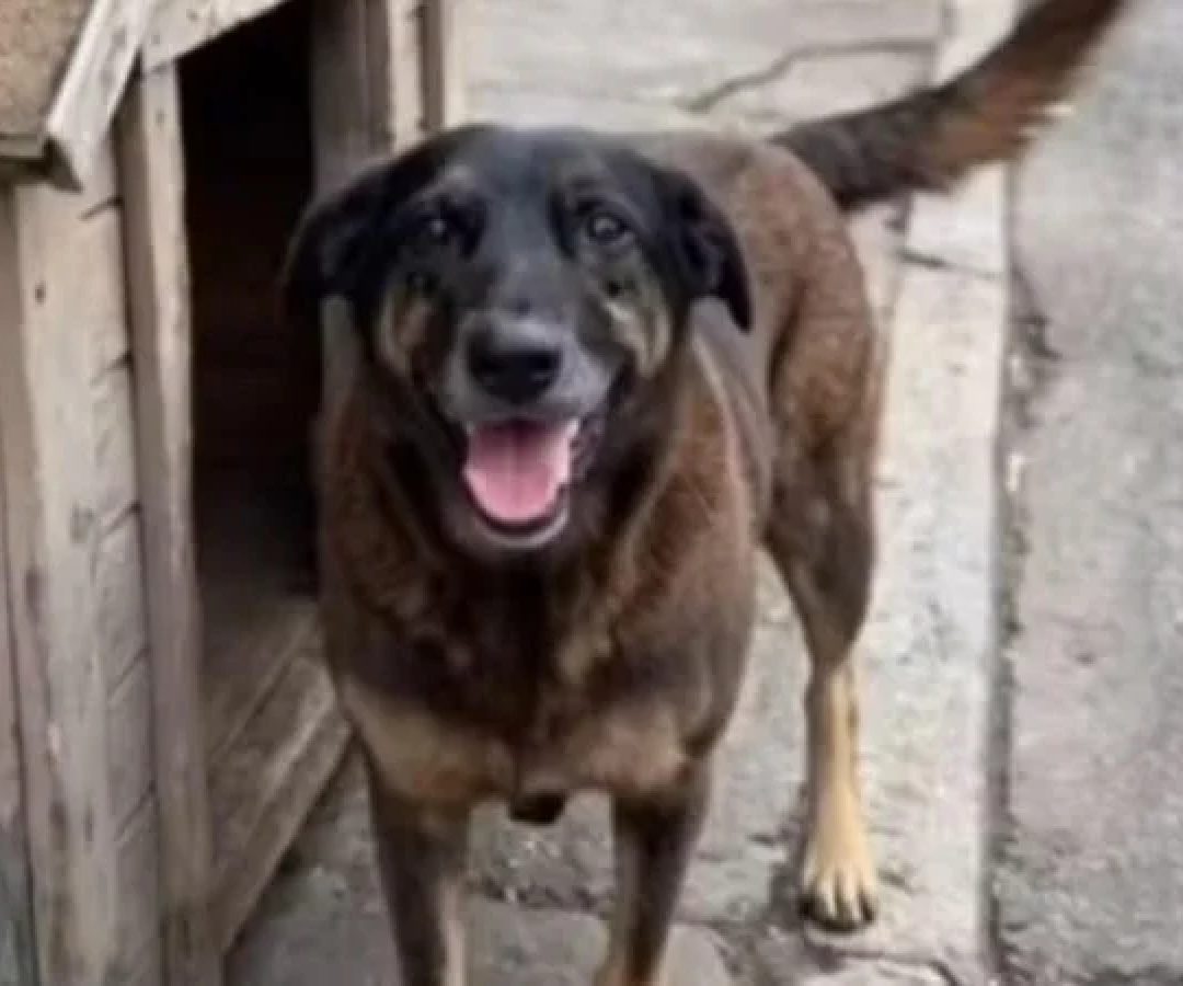 Após a exumação do cão Orelha, foram apontadas graves infecções na região do maxilar e inflamações nos cálculos dentários, mas nenhuma fratura craniana -  (crédito: Reprodução / Redes Sociais)