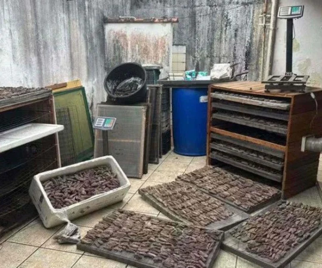 Um homem foi preso na cidade litorânea de Ubatuba (SP) com 59 quilos de pepinos-do-mar, a prática configura crime ambiental -  (crédito: Reprodução/Polícia Ambiental)