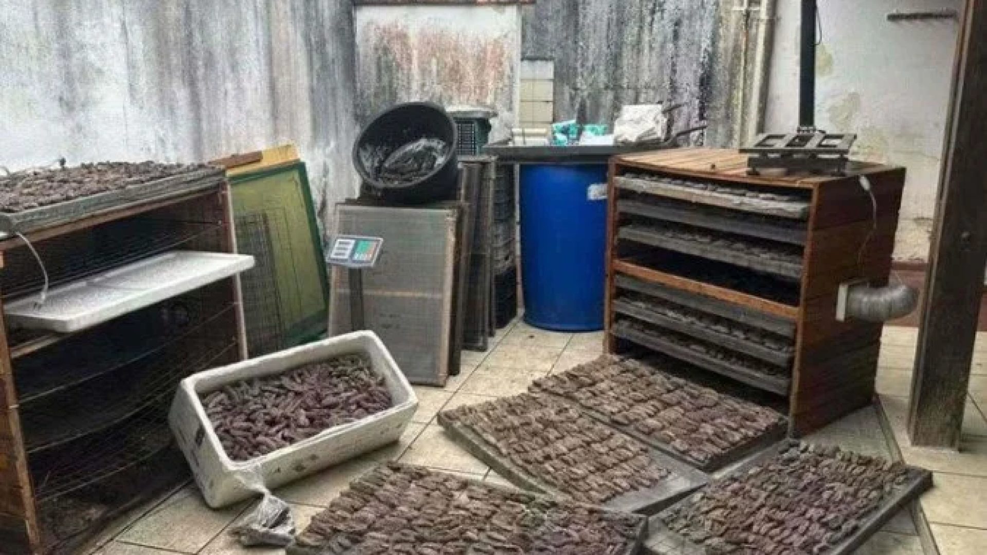 Um homem foi preso na cidade litorânea de Ubatuba (SP) com 59 quilos de pepinos-do-mar, a prática configura crime ambiental -  (crédito: Reprodução/Polícia Ambiental)