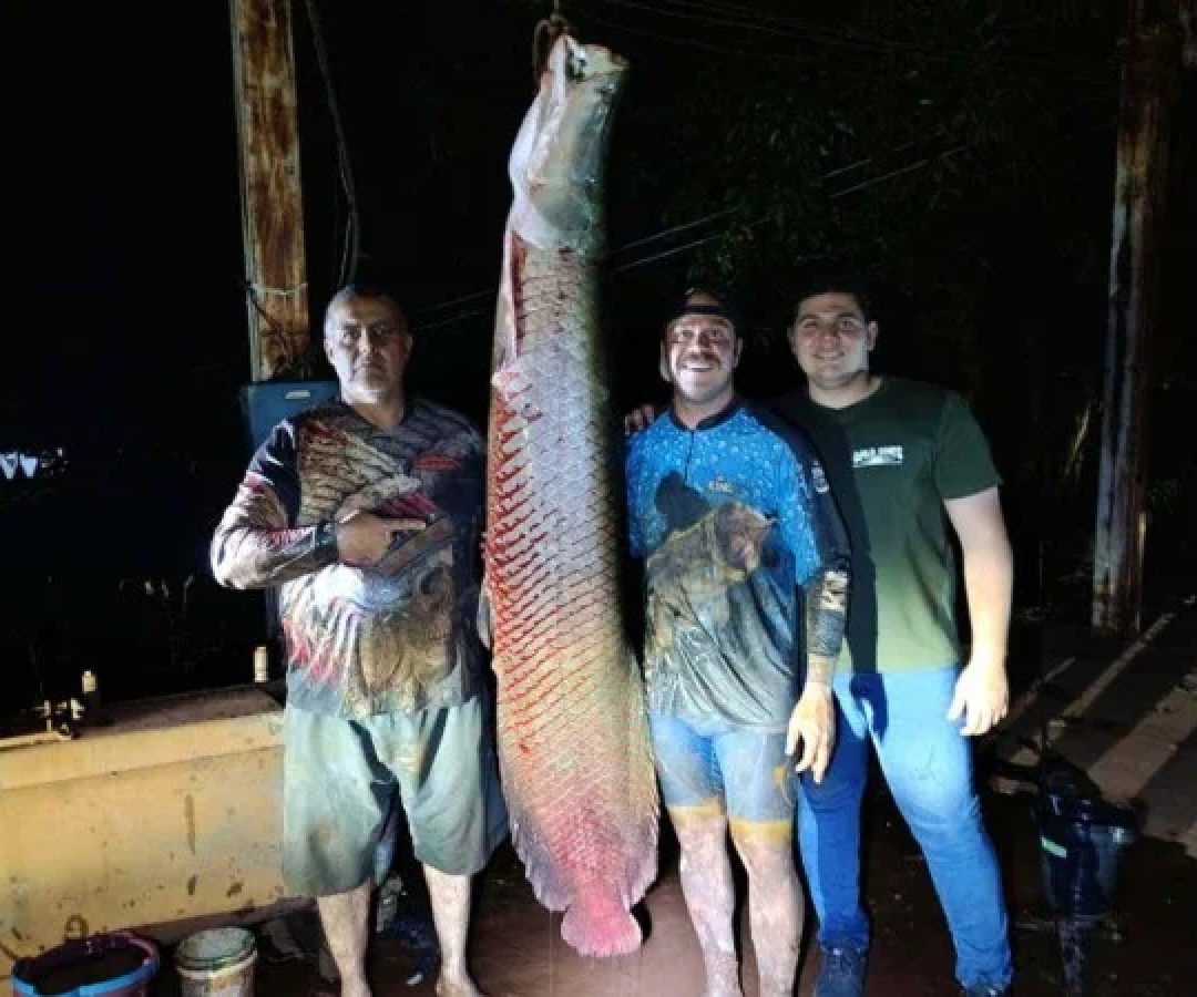 Pescadores mineiros fisgam no Rio Grande pirarucu de 2,07 metros e 124 kg -  (crédito: Arquivo pessoal/divulgaÃ§Ã£o)