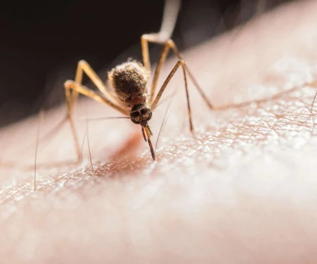 Mosquito -  (crédito: Jimmy Chan/Pexels)