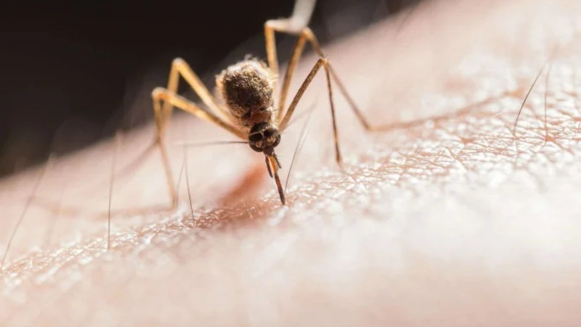 Mosquito -  (crédito: Jimmy Chan/Pexels)