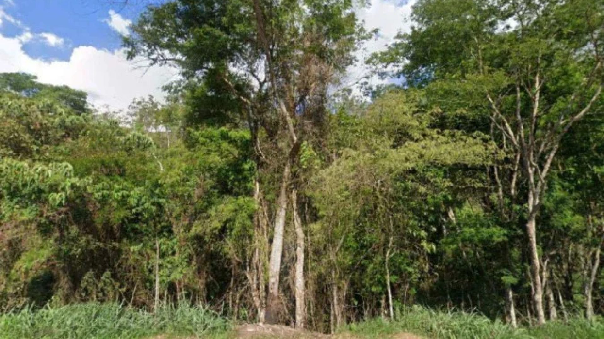 Homem foi encontrado em uma trilha entre a mata onde escondia e o distrito de Realeza, da cidade de Manhuaçu -  (crédito: Reprodução/Google Street View)