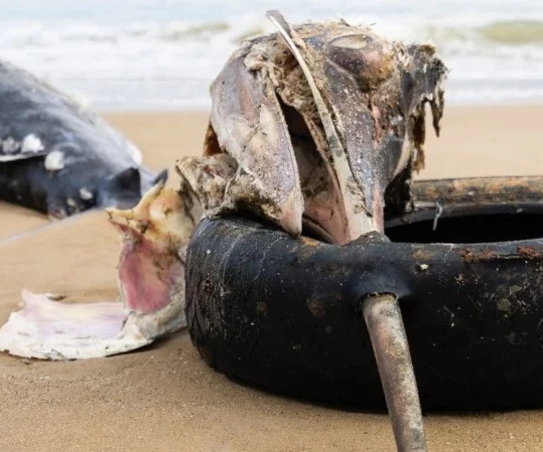 Peixe de grande porte é encontrado morto em Praia Central em Balneário Piçarras, localizada no litoral norte de Santa Catarina -  (crédito: Mauricio Guartel&aacute;)