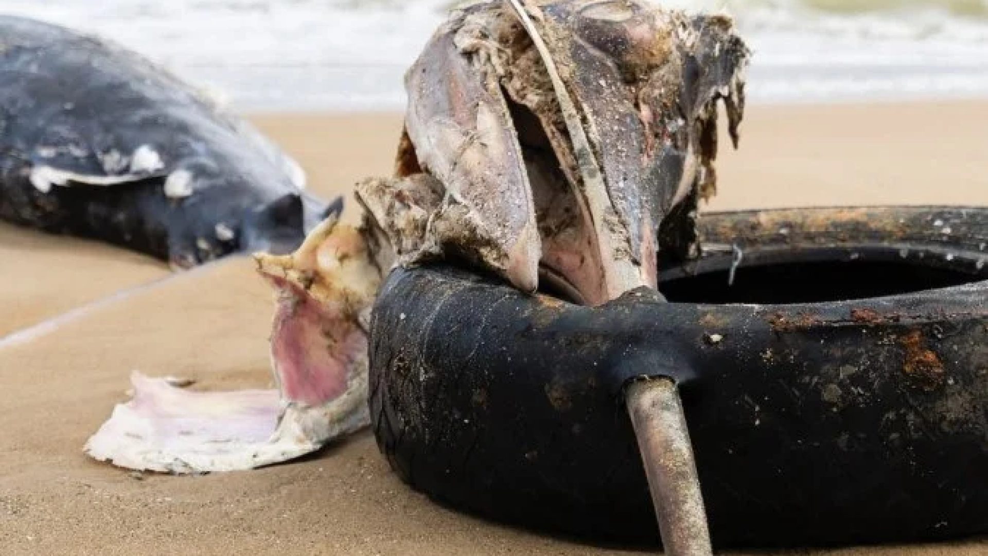 Peixe de grande porte é encontrado morto em Praia Central em Balneário Piçarras, localizada no litoral norte de Santa Catarina -  (crédito: Mauricio Guartel&aacute;)