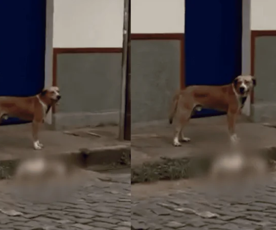 Cachorro é encontrado morto em Ouro Preto  -  (crédito: Reprodução/Redes Sociais)