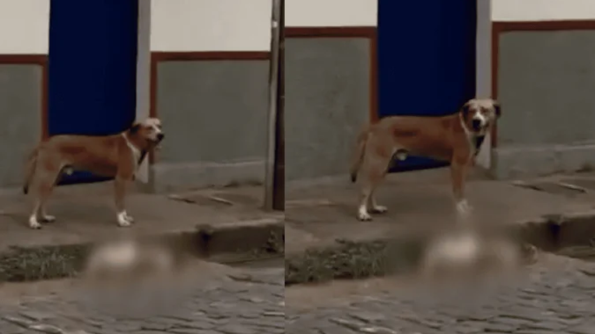 Cachorro é encontrado morto em Ouro Preto  -  (crédito: Reprodução/Redes Sociais)