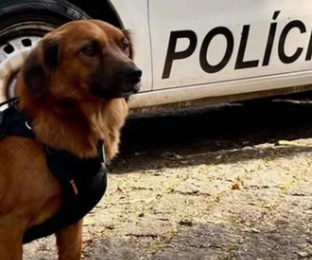 Vira-lata se tornou o mascote de batalhão policial -  (crédito: Redes sociais / reprodução)